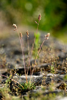 Baden's bluegrass; Poa badensis