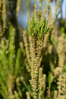 Bezemdophei; Green heather; Erica scoparia;