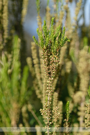 Bezemdophei; Green heather; Erica scoparia;