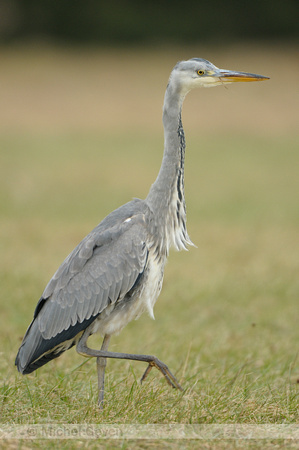 Ardea cinerea; Blauwe Reiger; Grey Heron