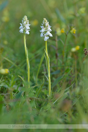 Gevlekte orchis; Heath spotted-orchid; Dactylorhiza maculata