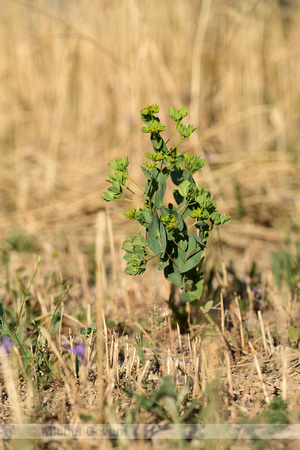 Doorwas; Thorowax; Bupleurum rotundifolium