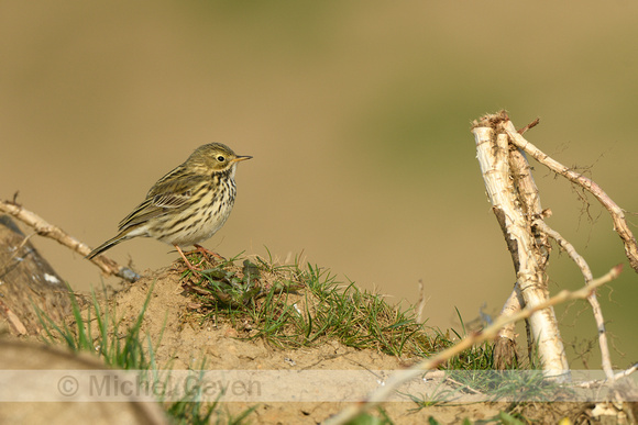 Graspieper; Meadow Pipit; Anthus pratensis