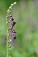 Trosglidkruid - Scutellaria columnae