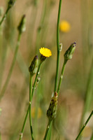 Glad biggenkruid; Smooth catÕs-Ear; Hypochaeris glabra