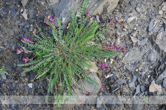 Montpellier Hokjespeul; Astragalus monspessulanus;