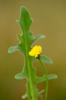 Hybride Glad Biggenkruid x Gewoon Biggenkruid; Hypochaeris x intermedia