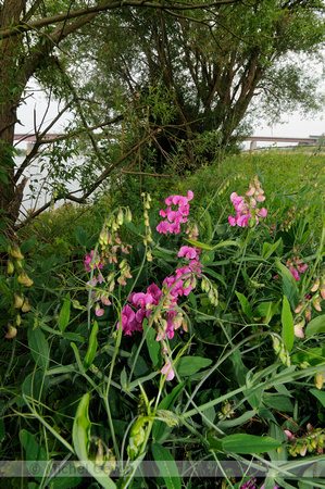 Brede Lathyrus; Perennial sweet pea; Lathyrus latifolius