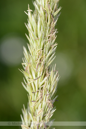 Helm; Marram grass; Ammophila arenaria