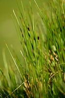 Artic rush; Juncus arcticus