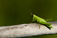 Bleekgroene sprinkhaan; Leek grasshopper; Mecostethus parapleuru