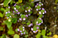 Vierrijige ogentroost; Irish Eyebright; Euphrasia tetraquetra