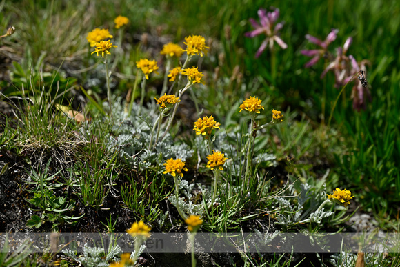 Artemisia glacialis