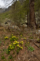 Alpengeelster; Gagea fragifera; Mountain Gagea