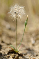 Glad Biggenkruid; Smooth cat's-ear; Hypochaeris glabra