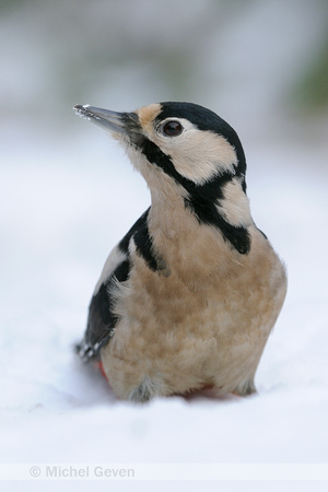 Grote Bonte Specht; Great Spotted Woodpecker;Dendrocopos major