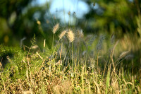 Zacht lampenpoetsergras - White foxtail - Cenchrus longisetus