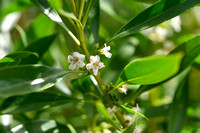 Myoporum laetum