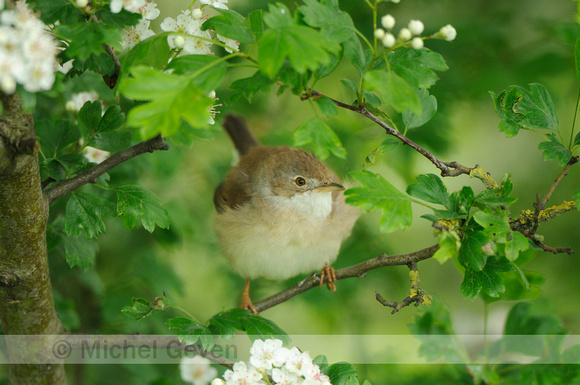 Grasmus; Common Whitethroat; Sylvia communis