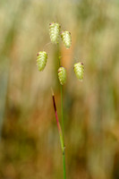 Groot Trilgras; Greater Quaking-grass; Briza maxima