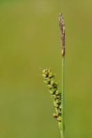 Blauwe zegge; Carnation sedge; Carex panicea