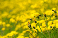 Groot Streepzaad; Rough hawk's-beard; Crepis biennis