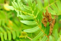 Koningsvaren - Royal Fern - Osmunda regalis