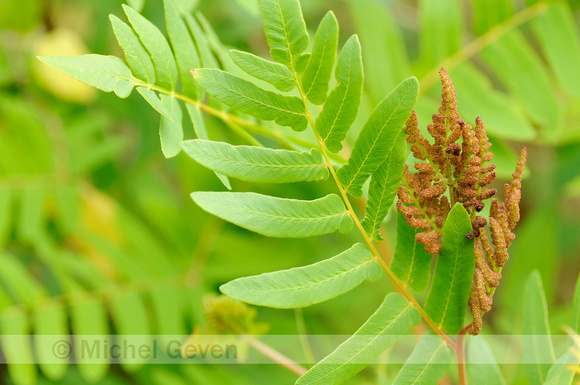 Koningsvaren; Royal Fern; Osmunda regalis;