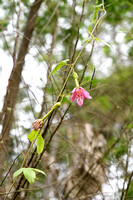 Passibloemfamilie - Passifloraceae