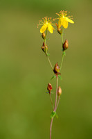 Fraai Hertshooi; Slender St. John's-wort; Hypericum pulchrum