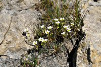 Saxifraga valdensis