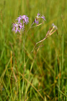 Prachtanjer; Superb Pink; Dianthus superbus