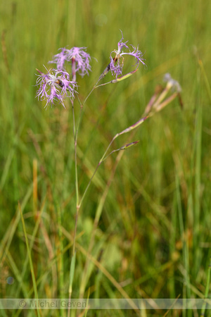 Prachtanjer; Superb Pink; Dianthus superbus