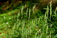 Ruwe Dravik; Hairy Brome; Bromopsis ramosa subsp. ramosa