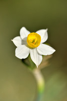 Bunch-flowered Daffodil; Narcissus tazetta