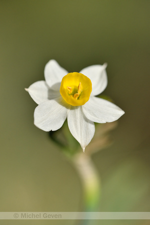 Bunch-flowered Daffodil; Narcissus tazetta