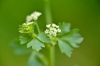 Selderij - Celery - Apium graveolens