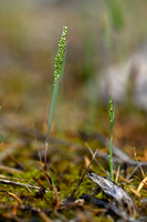 Airopsis tenella