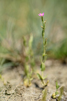 Schenkia spicata