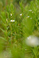 Genadekruid; Hedge Hyssop; Gratiola officinalis