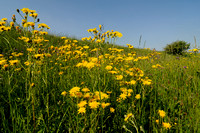 Groot Streepzaad; Rough Hawk's-beard; Crepis biennis