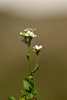 Alpine Rock-cress; Arabis alpina