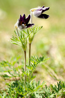Mountain Pasque Flower; Pulsatilla montana;
