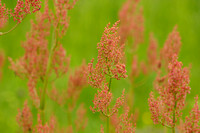 Geoorde Zuring; Narrow-leaved sorrel; Rumex thyrsiflorus