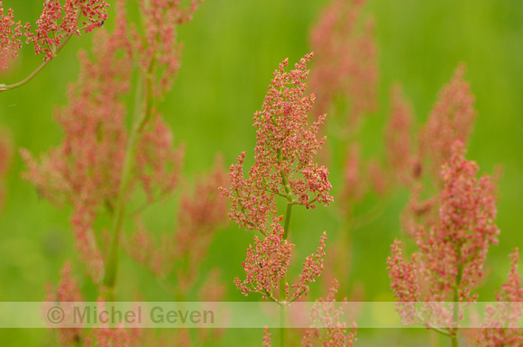 Geoorde Zuring; Narrow-leaved sorrel; Rumex thyrsiflorus