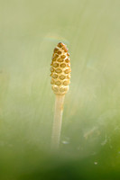 Heermoes; Field horsetail; Equisetum arvense