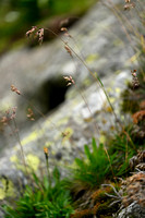 Alpenbeemdgras - Alpine Meadow grass - Poa alpina