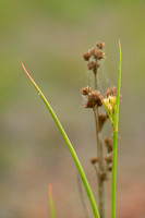 Canadese rus - Canadian rush - Juncus canadensis