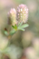 Hazenpootje; Hare's-foot clover; Trifolium arvense