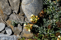 Berggamander; Mountain Germander; Teucrium montanum